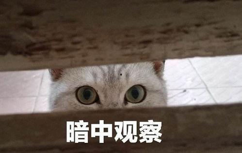 娱乐吃瓜君暗中观察,吃瓜君暗中观察背后的真相